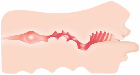 Evolved Real Mouth model anatomiczny z realistyczną powierzchnią 16 cm Evolved Real Mouth model anatomiczny z realistyczną powierzchnią 16 cm