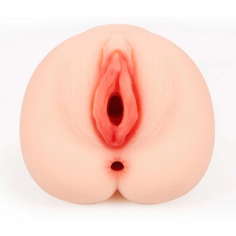 Kokos Bellana L - Model anatomiczny z rozbudowaną strukturą wnętrza Kokos Bellana L - Model anatomiczny z rozbudowaną strukturą wnętrza